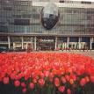 Tulpenmeer in #Favoriten