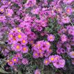 Blumen im Herbst